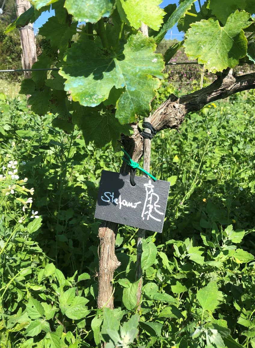 Vine with adoption plaque